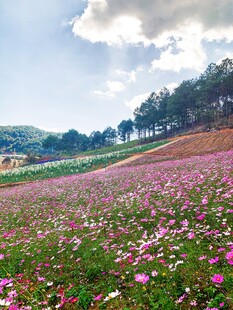 浪漫花海