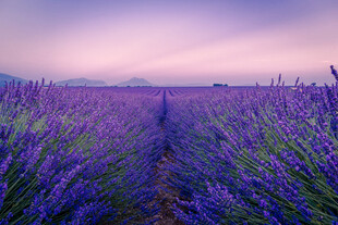 紫色薰衣草花田美景