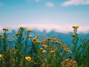 山间绽放的灿烂黄色野花