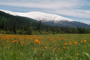雪山下的绚烂花海