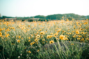 金黄向日葵花田美景