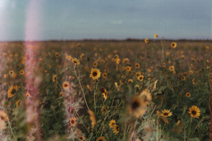 向日葵田野风景图