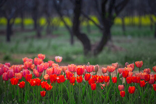 艳丽郁金香绽放于绿野