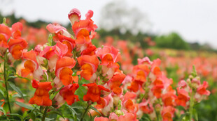 绚烂金鱼草花田美景
