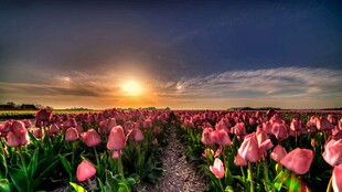 夕阳下的粉色郁金香花海