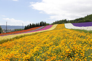 多彩花田美景