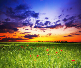 夕阳下的花海美景