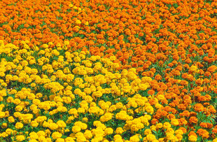 绚烂菊花花海景观