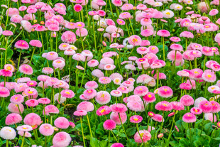 粉色郁金香花海烂漫绽放