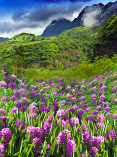 山间烂漫紫花盛放美景
