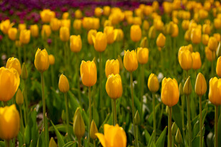 金黄郁金香花海