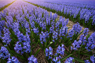 紫色风信子花田美景