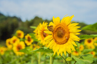 向日葵花田中的蜜蜂采蜜