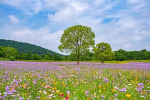 花海中独立的绿树景观