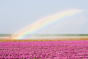 粉红花海之上的绚丽彩虹