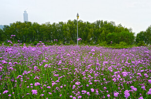 紫色花海