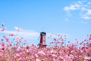 花海中的灯塔