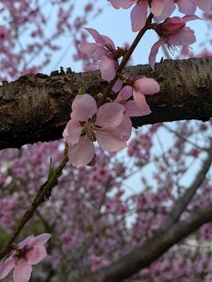 枝头绽放的粉嫩樱花