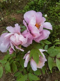娇艳粉色牡丹花绽放