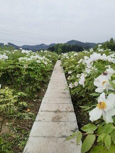 花田间的石板小径