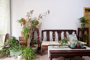 中式客厅 绿植装点温馨角落