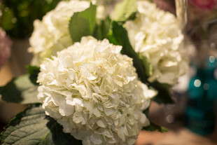 白色绣球花特写