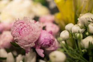 娇艳粉色花束绽放美丽