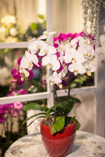 红色花盆中的优雅蝴蝶兰