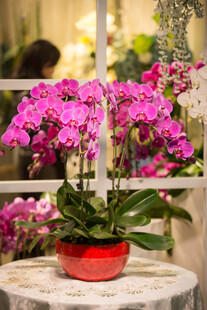 红盆盛放的娇艳紫蝴蝶兰