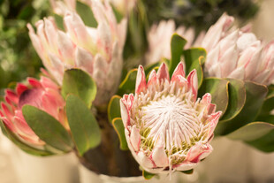 美丽帝王花绽放