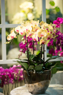 窗边多彩兰花盆栽