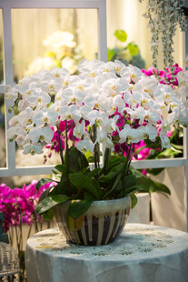 优雅蝴蝶兰盆栽室内景致