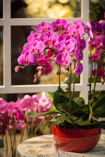 窗边绽放的艳丽蝴蝶兰