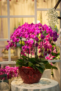 艳丽蝴蝶兰盆栽绽放室内