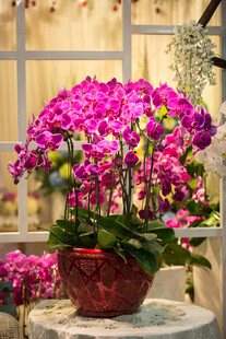 艳丽蝴蝶兰盆栽绽放