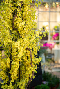 金黄垂枝花卉 烂漫景致