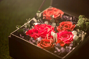 精美礼盒中的娇艳红玫瑰