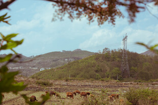 乡村田野间的悠然景致