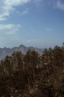 山峦间的枯树林景观