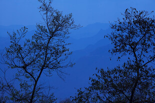 夜幕下的树梢剪影