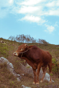 山坡上的棕色牛