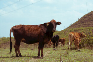 草原上的几头健壮耕牛