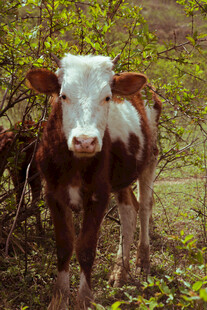 田野中的棕白相间奶牛