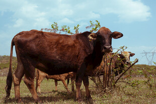田野中的棕色耕牛