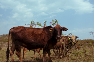草原上的棕色牛群