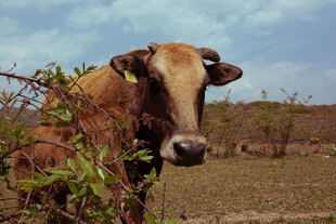 田野中围栏旁的棕色牛