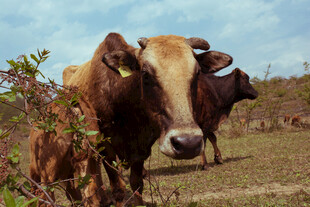 草原上的两头牛