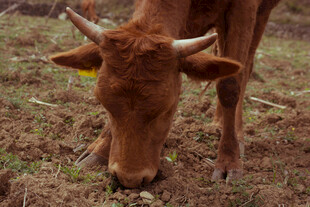 低头吃草的棕色小牛