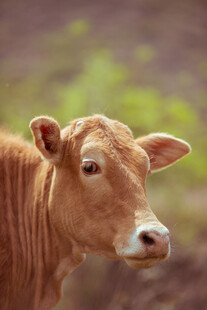 棕色小牛特写