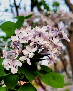丁香花